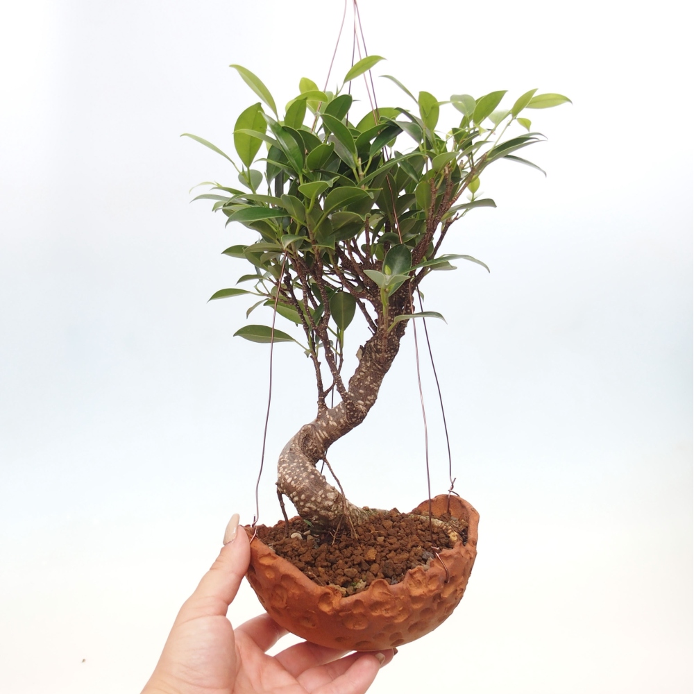 Kokedama w ceramice - figowiec drobnolistny - Ficus kimmen