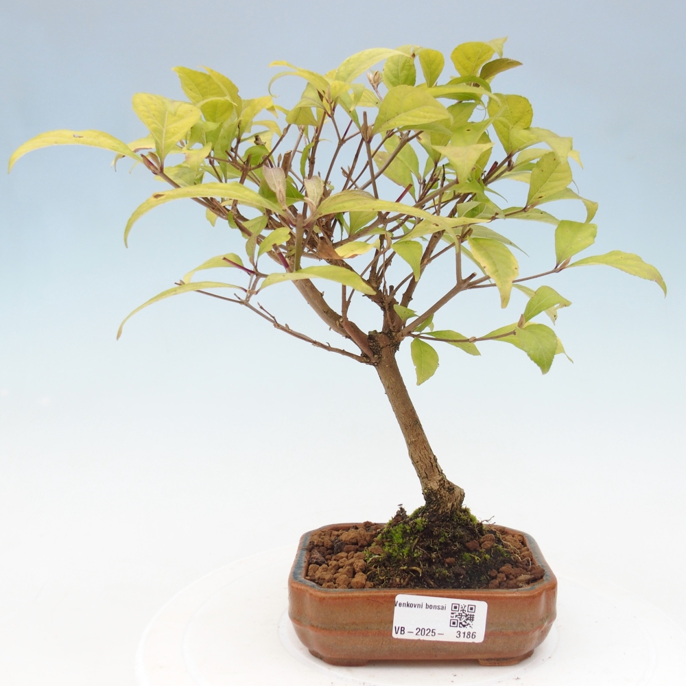 Outdoor bonsai - callicarpa jap Leucocarpa