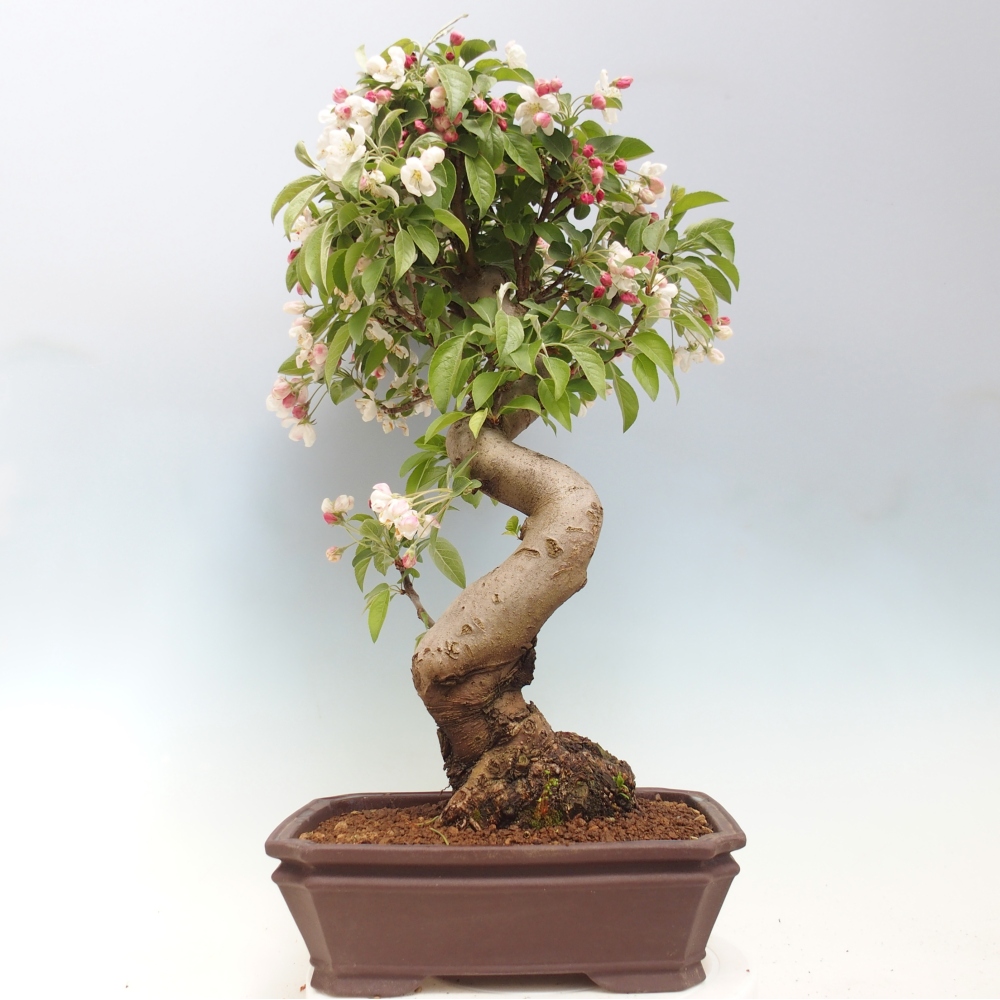 Outdoor bonsai - Malus halliana - Jabłoń drobnoowocowa