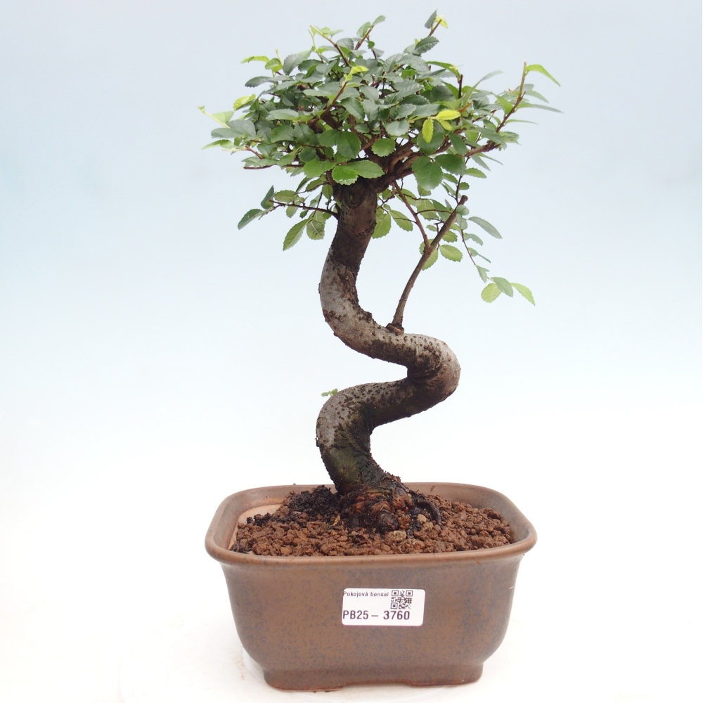 Pokój bonsai - Ulmus parvifolia - Wiąz drobnolistny