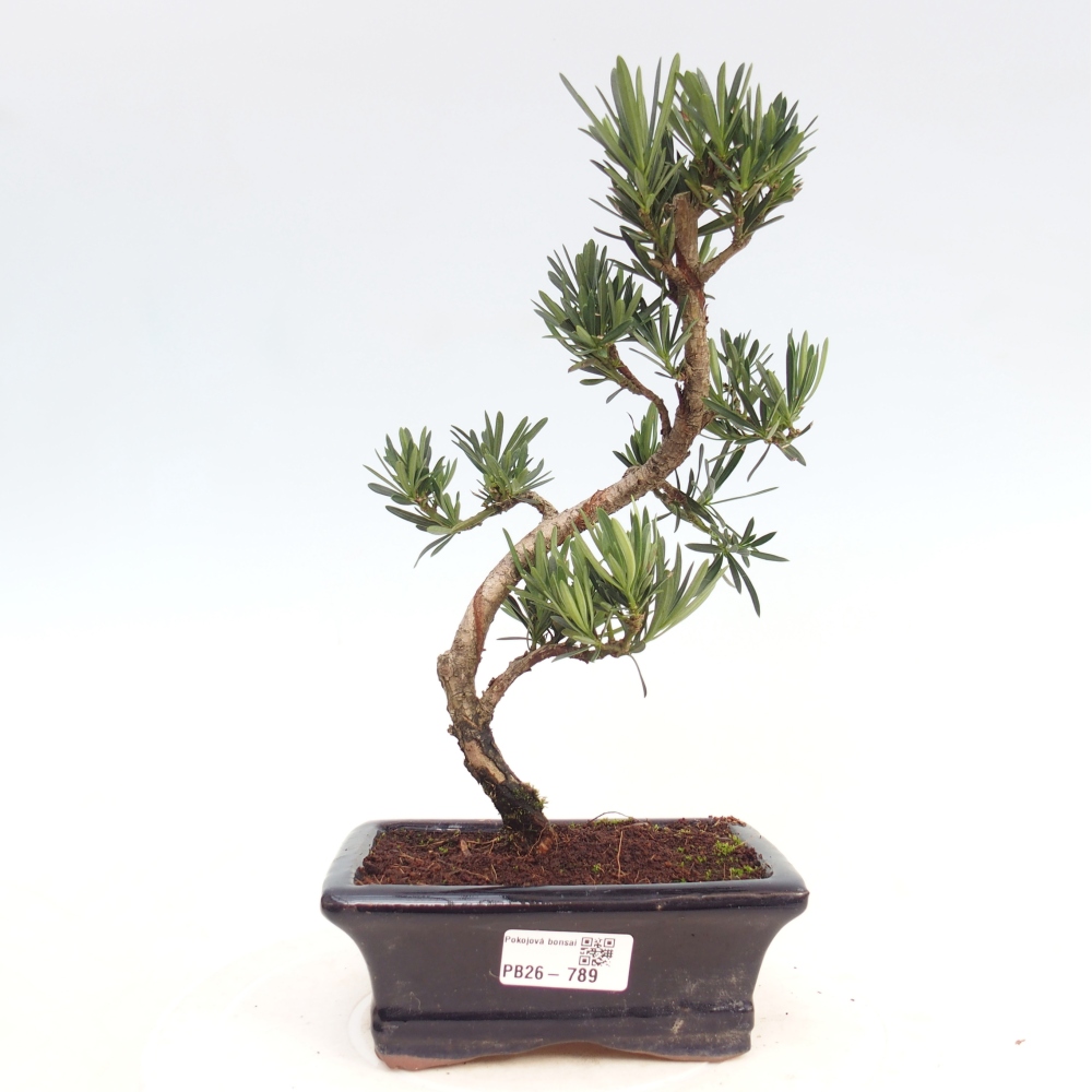 Pokój bonsai - Podocarpus - Kamienny cis