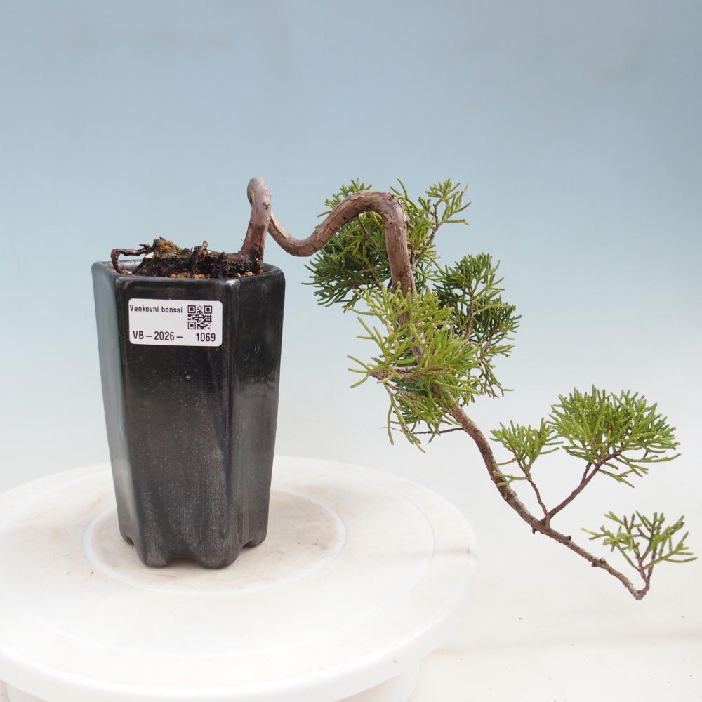 Outdoor bonsai - Juniperus chinensis Kishu
