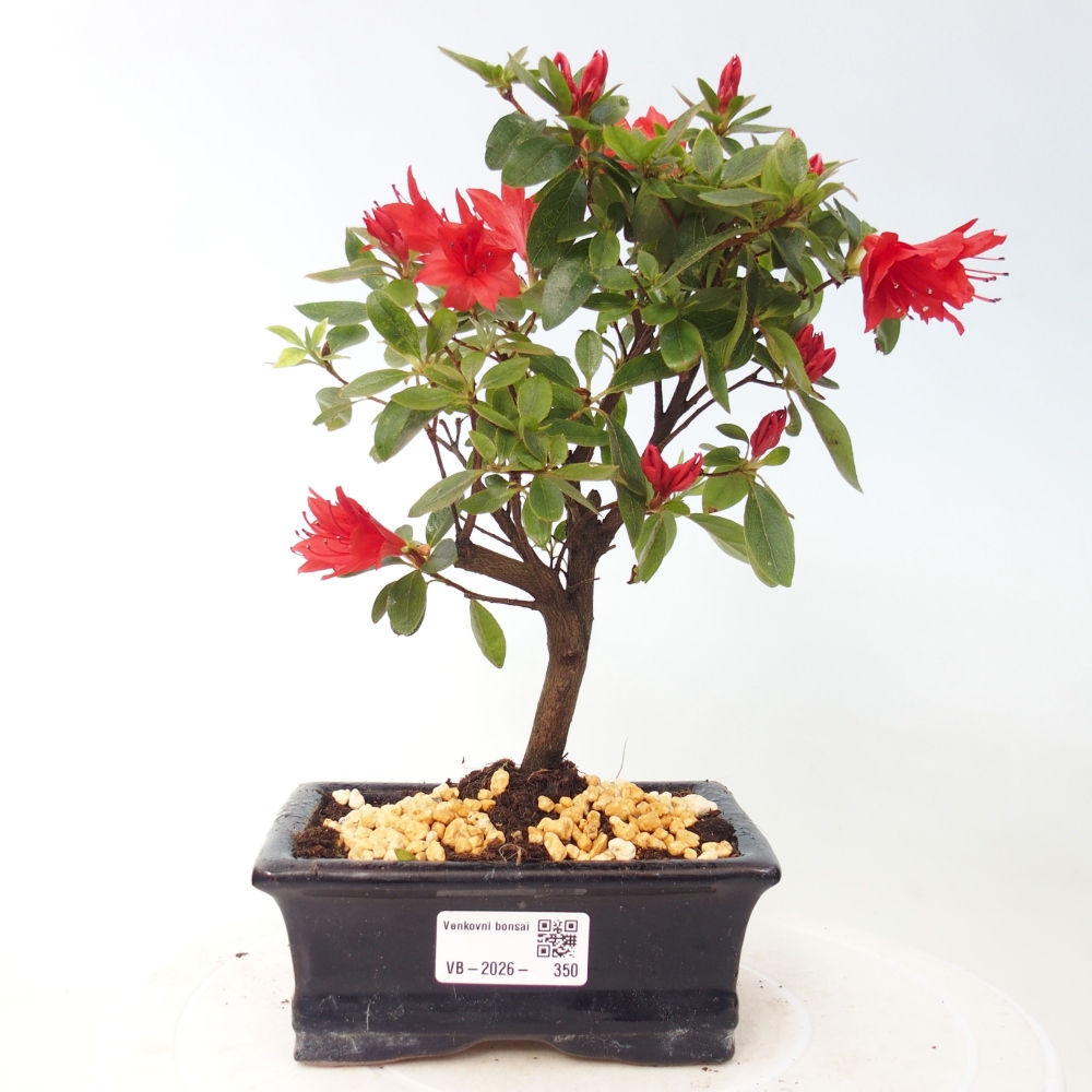 Outdoor bonsai - Azalia japońska - Azalea sp.