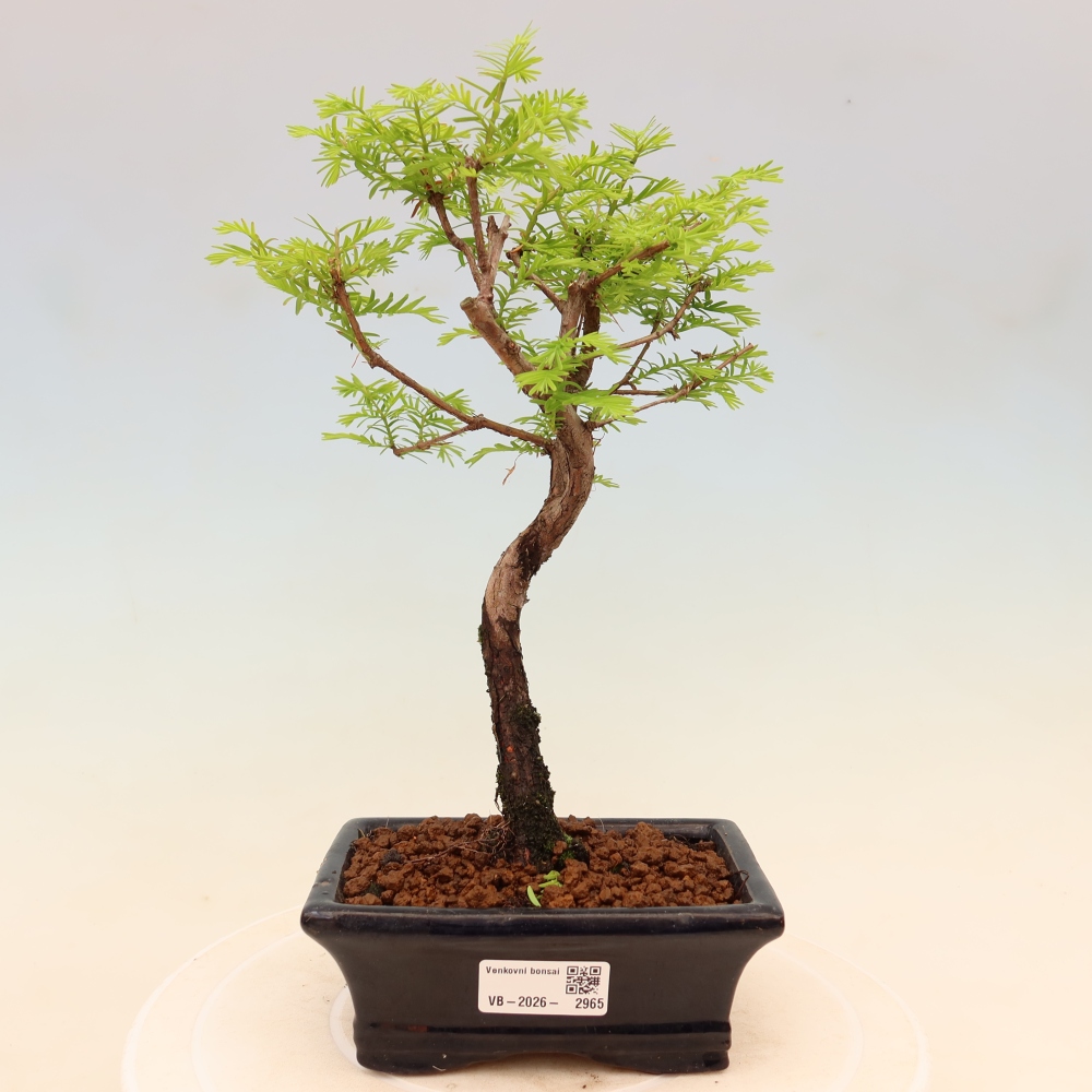 Outdoor bonsai - Metasequoia glyptostroboides - Metasekwoja chińska