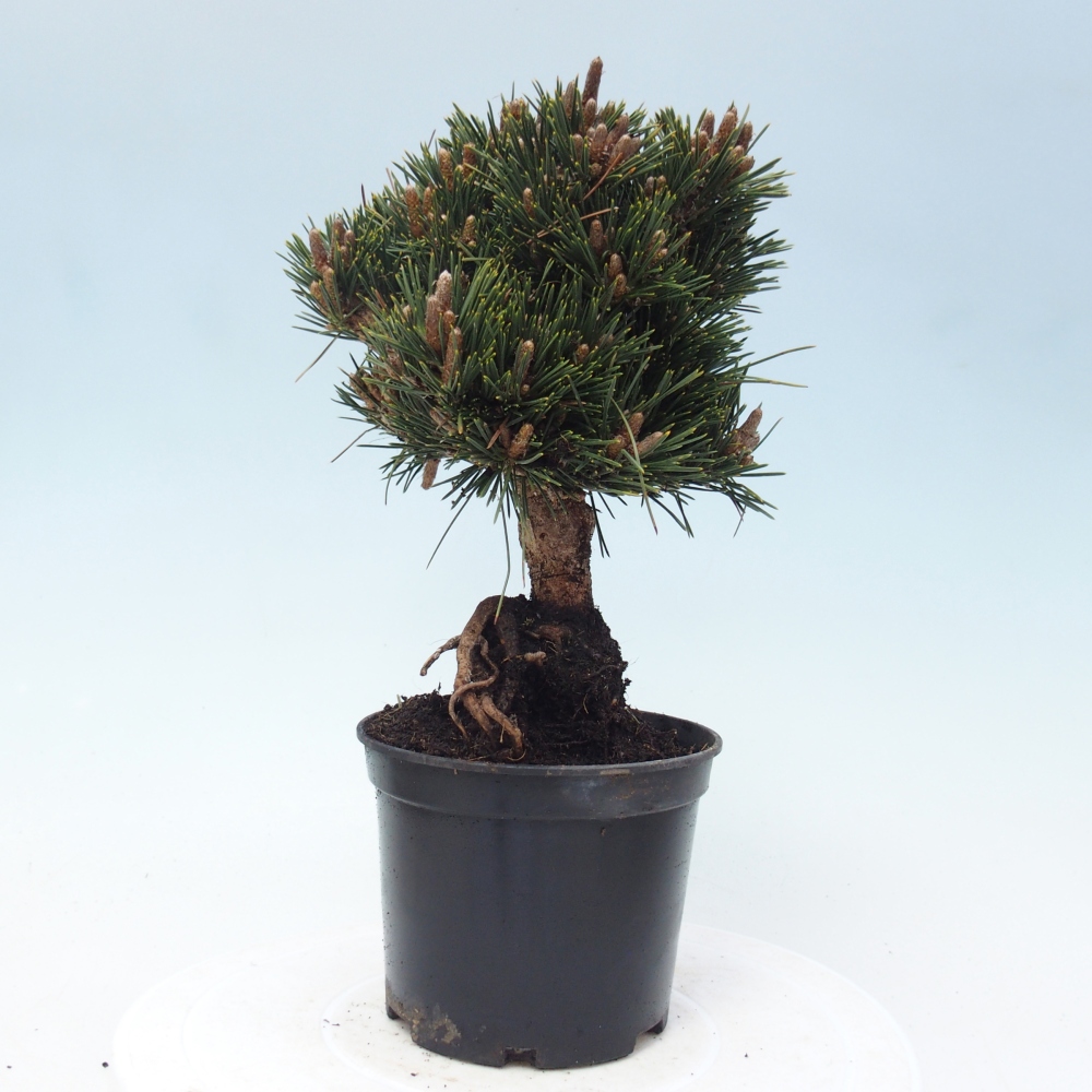 Bonsai ogrodowe - Pinus thunbergii senjyumaru - Sosna Thunbergia