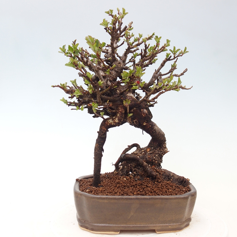 Bonsai zewnętrzne - Chaneomeles speciosa - Pigwa