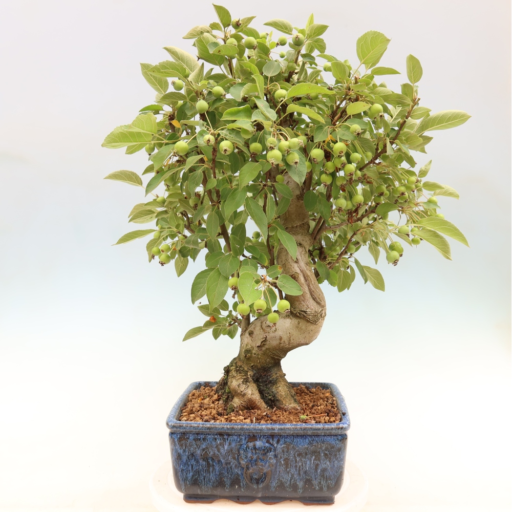 Outdoor bonsai - Malus halliana - Jabłoń drobnoowocowa