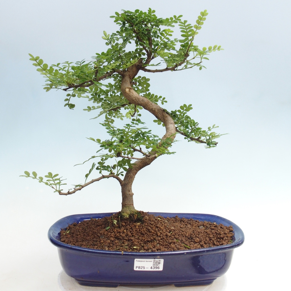 Pokój bonsai - Zantoxylum piperitum - drzewo pieprzowe
