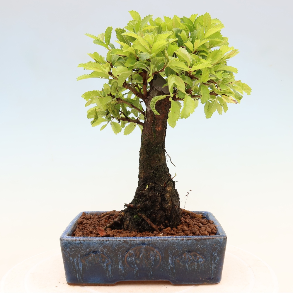 Bonsai zewnętrzne - Zelkova - Zelkova NIRE