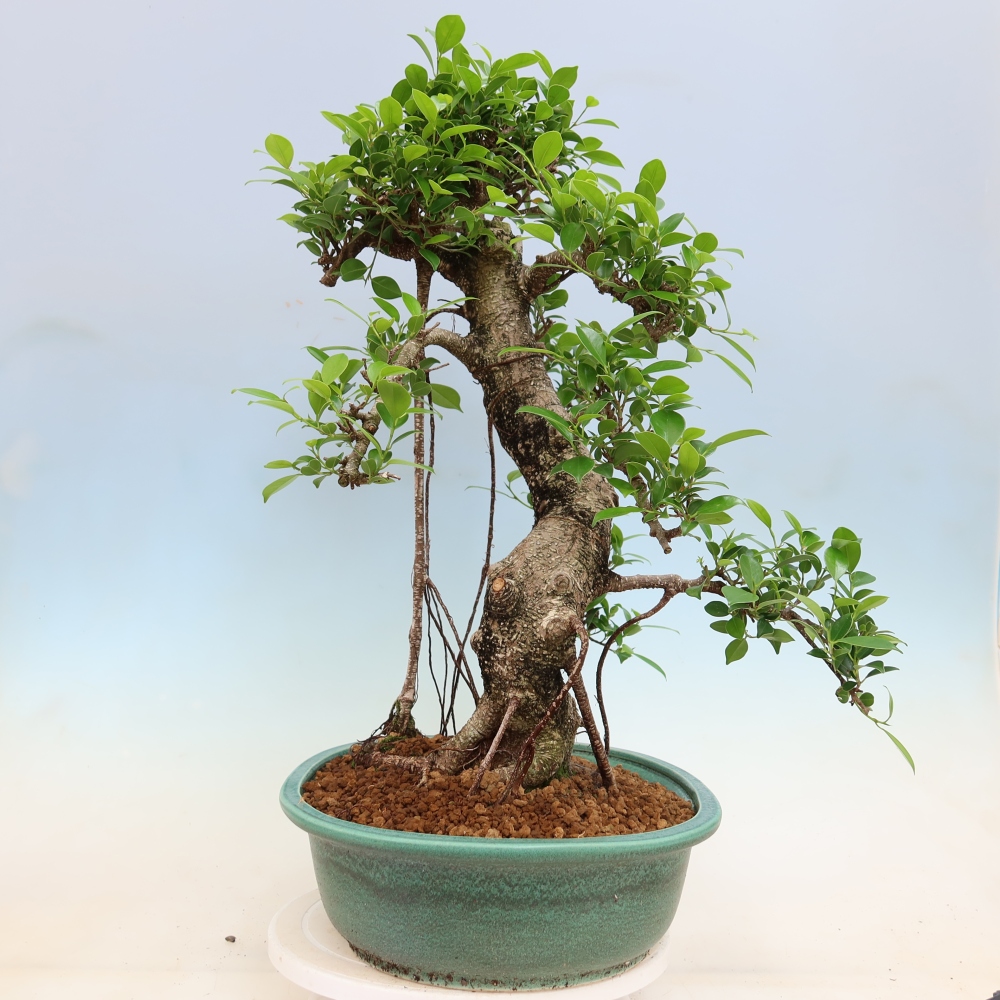 Pokój bonsai - Ficus kimmen - figowiec drobnolistny