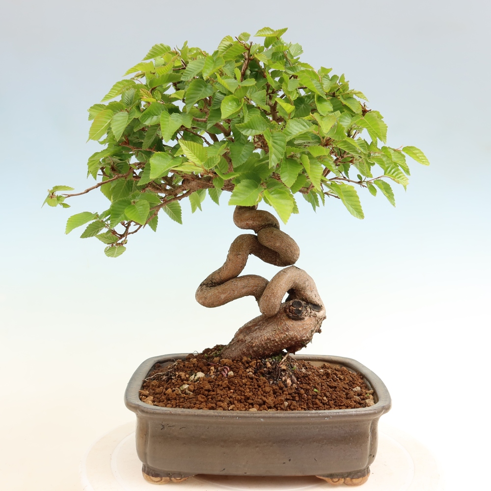 Outdoor bonsai - Carpinus coreana - grab koreański
