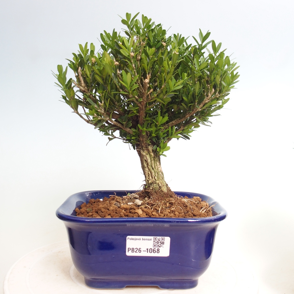 Pokój bonsai - Buxus harlandii - buxus korkowy