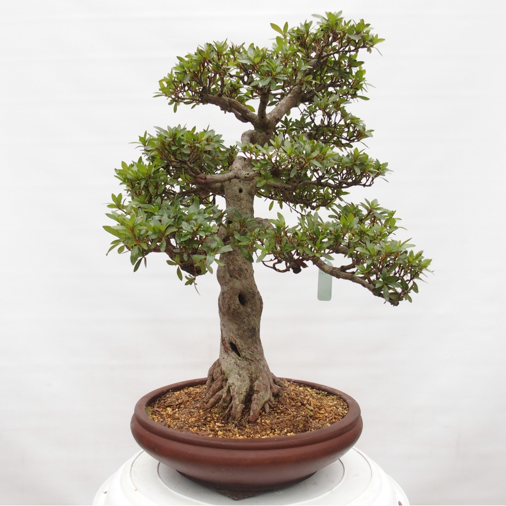 Bonsai zewnętrzne - Azalia japońska - Azalia Osakazumi