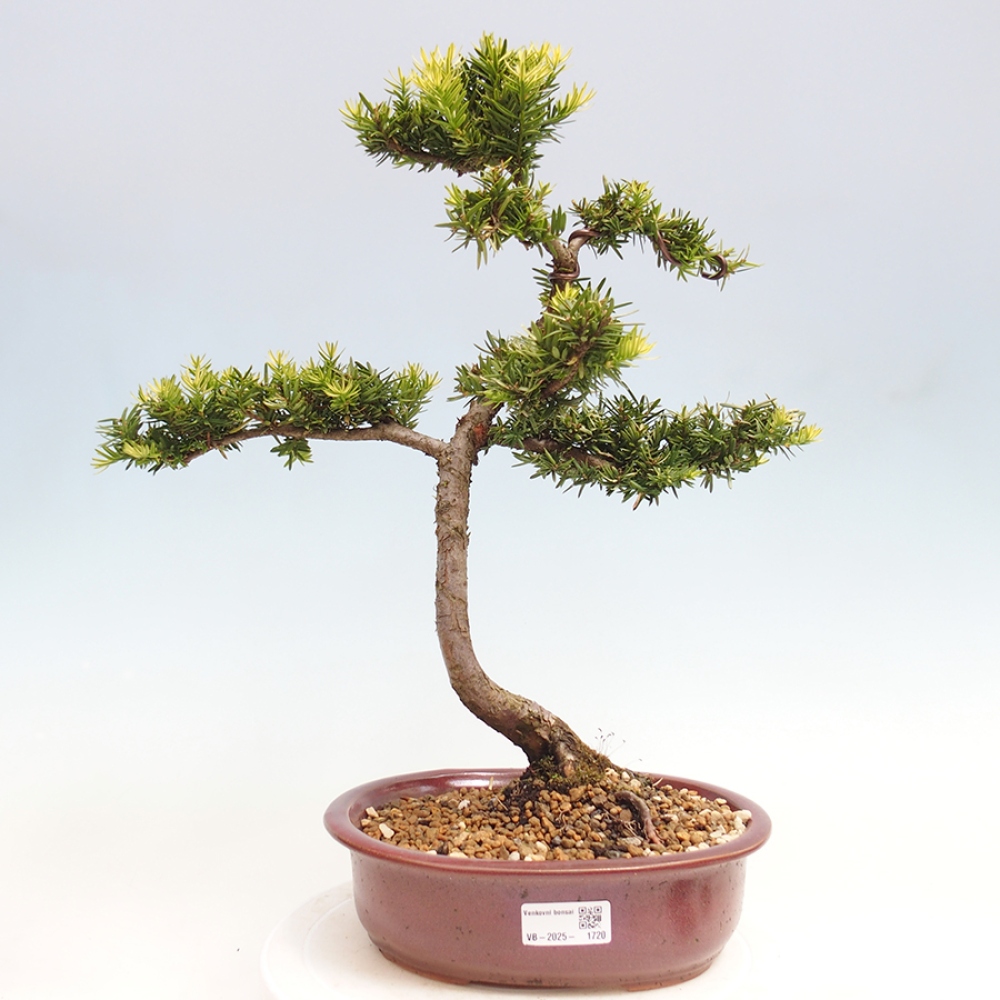 Bonsai na zewnątrz - Taxus cuspidata - cis japoński