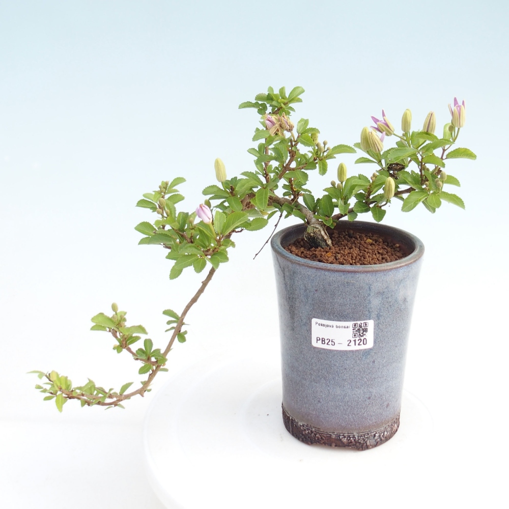 Kryty bonsai - Grewia occidentalis - Lawendowa gwiazda