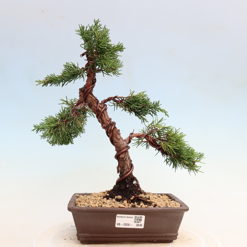 Outdoor bonsai - Juniperus chinensis Kishu