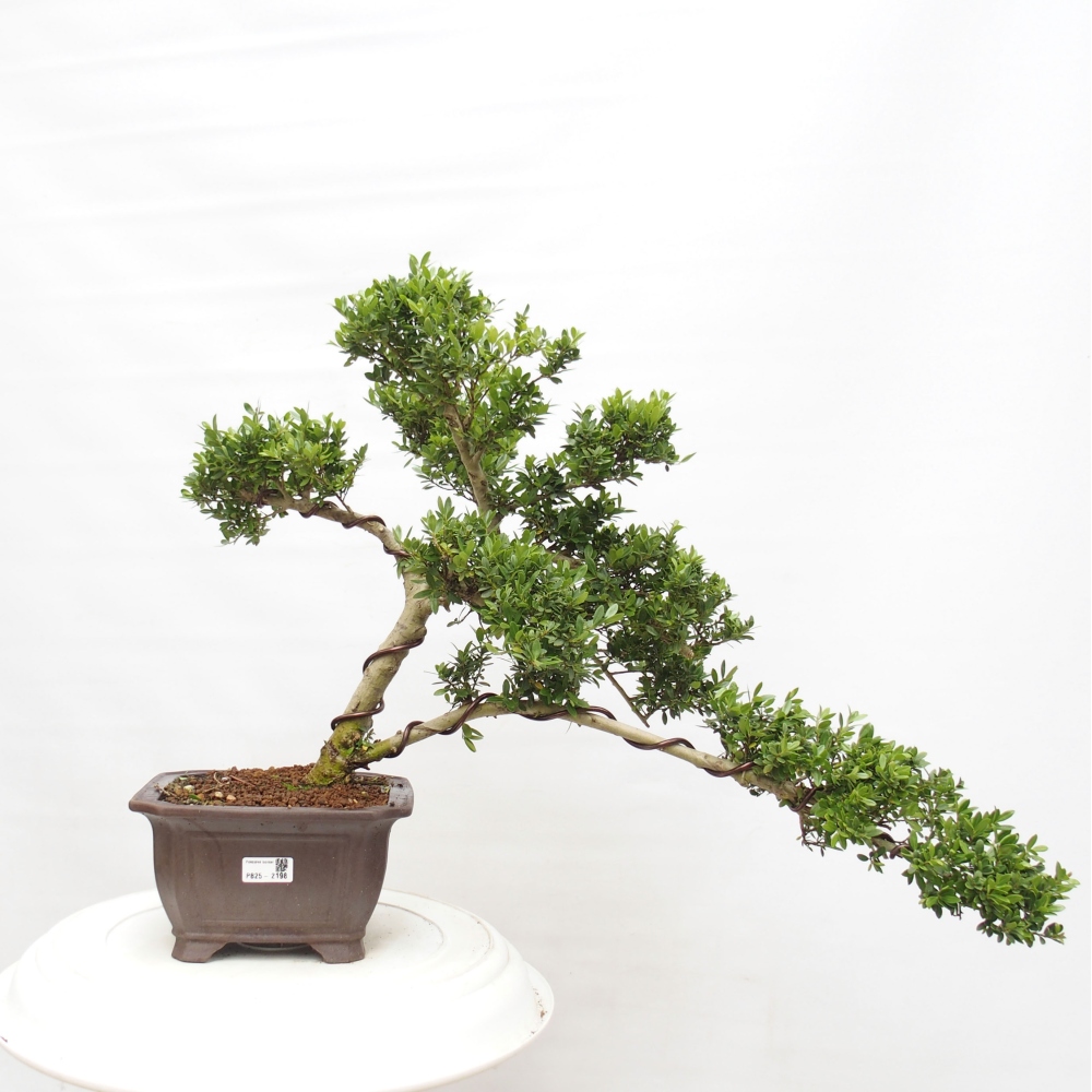 Kryty bonsai - Ilex crenata - Holly