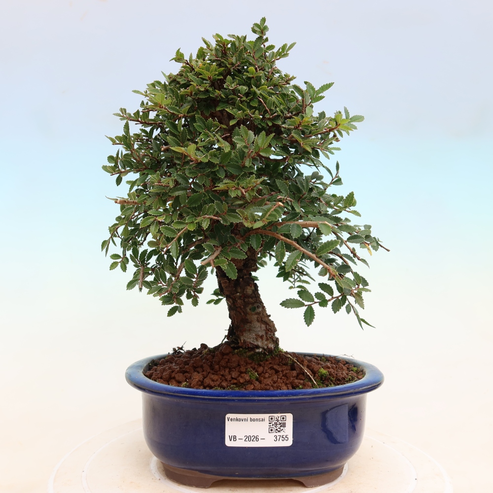Bonsai zewnętrzne - Zelkova - Zelkova NIRE