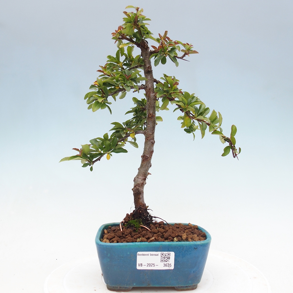 Outdoor Bonsai-Pyracanta Teton-Piekarnia