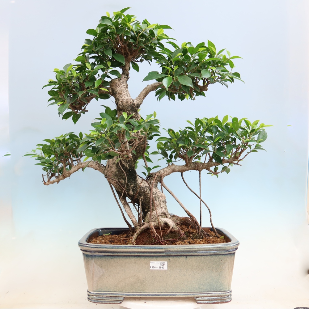 Pokój bonsai - Ficus kimmen - figowiec drobnolistny