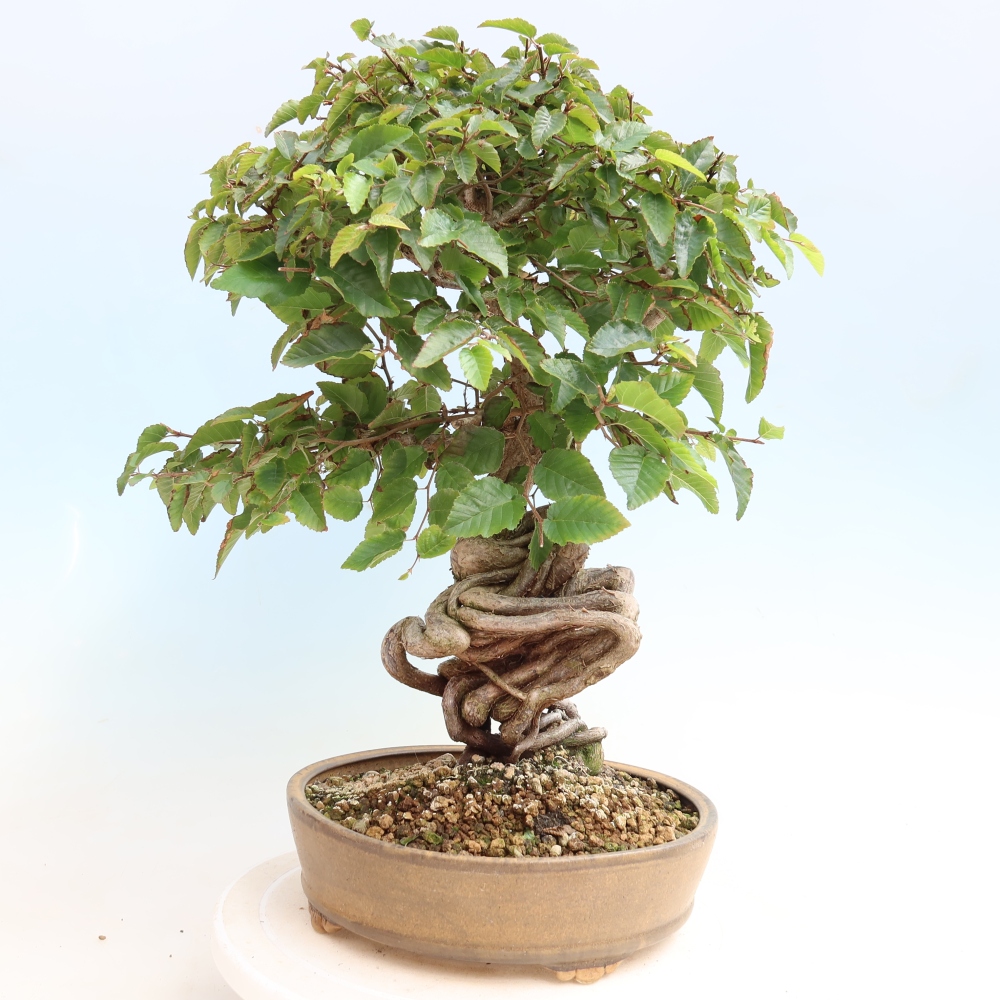 Outdoor bonsai - Carpinus CARPINOIDES - grab koreański