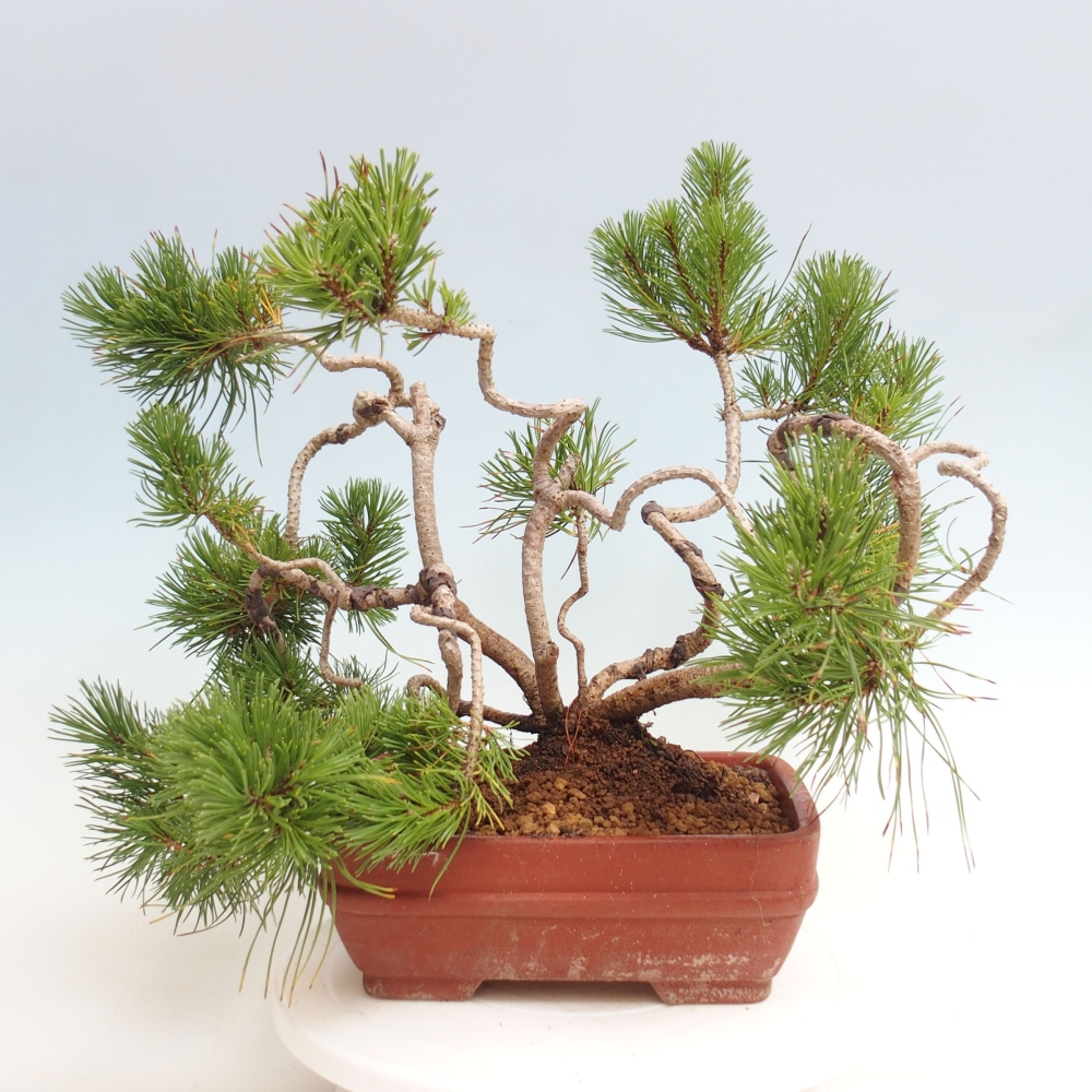 Outdoor bonsai - Pinus Mugo  - Sosna