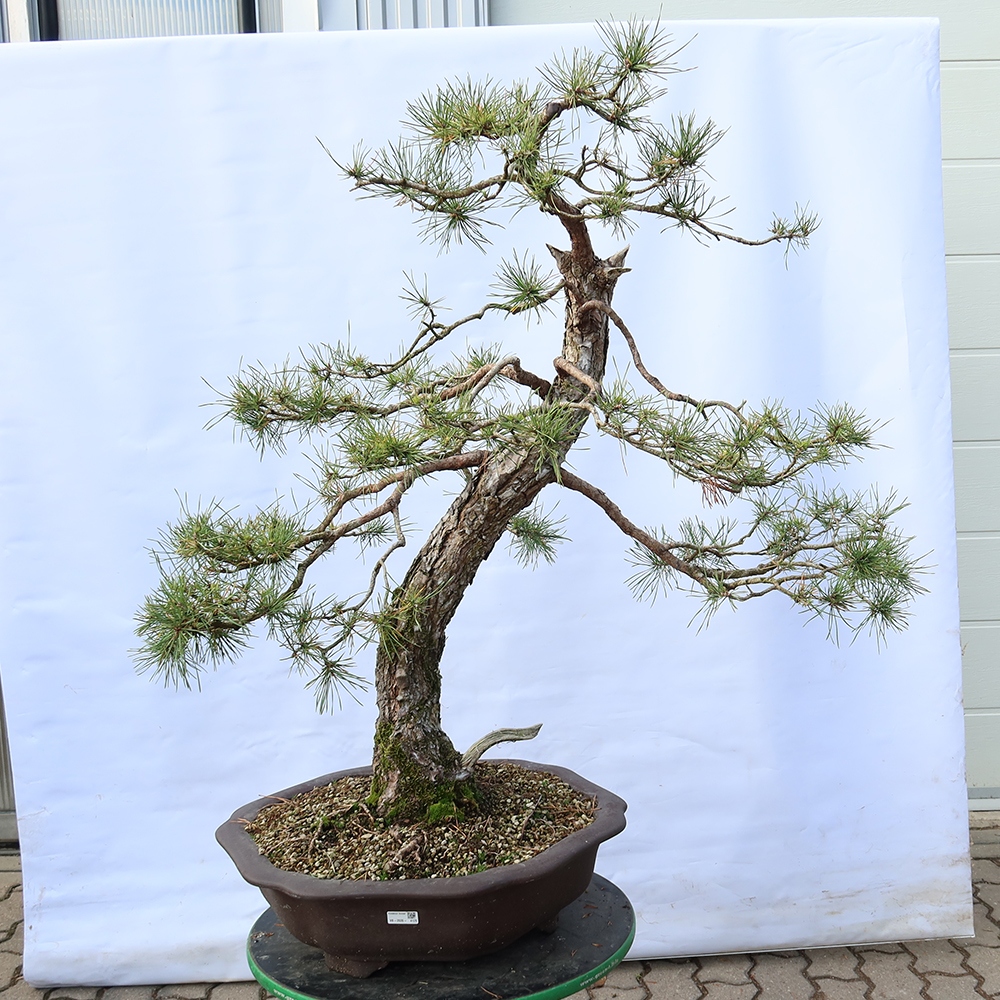 Pinus sylvestris Hiszpania – sosna zwyczajna