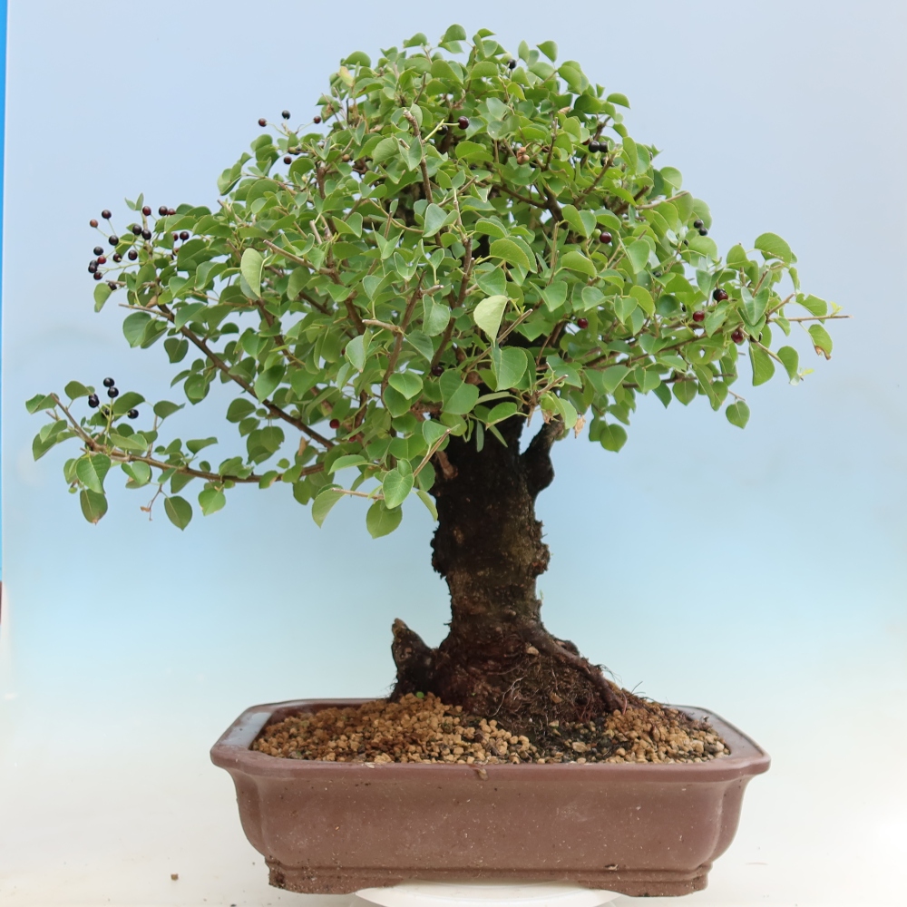 Bonsai ogrodowe – Mahalebka – Prunus mahaleb