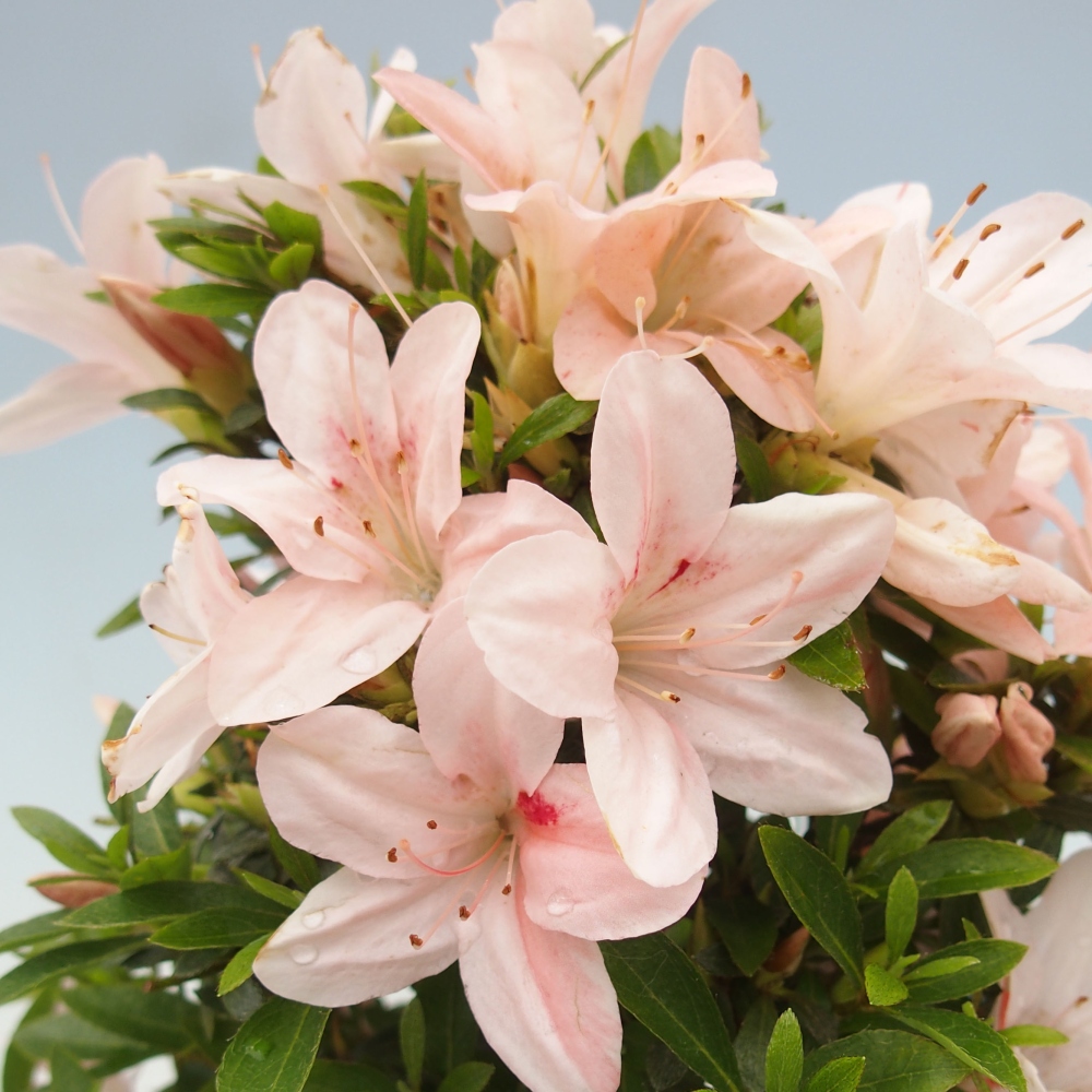 Bonsai ogrodowe - azalia japońska - Azalea Nikko