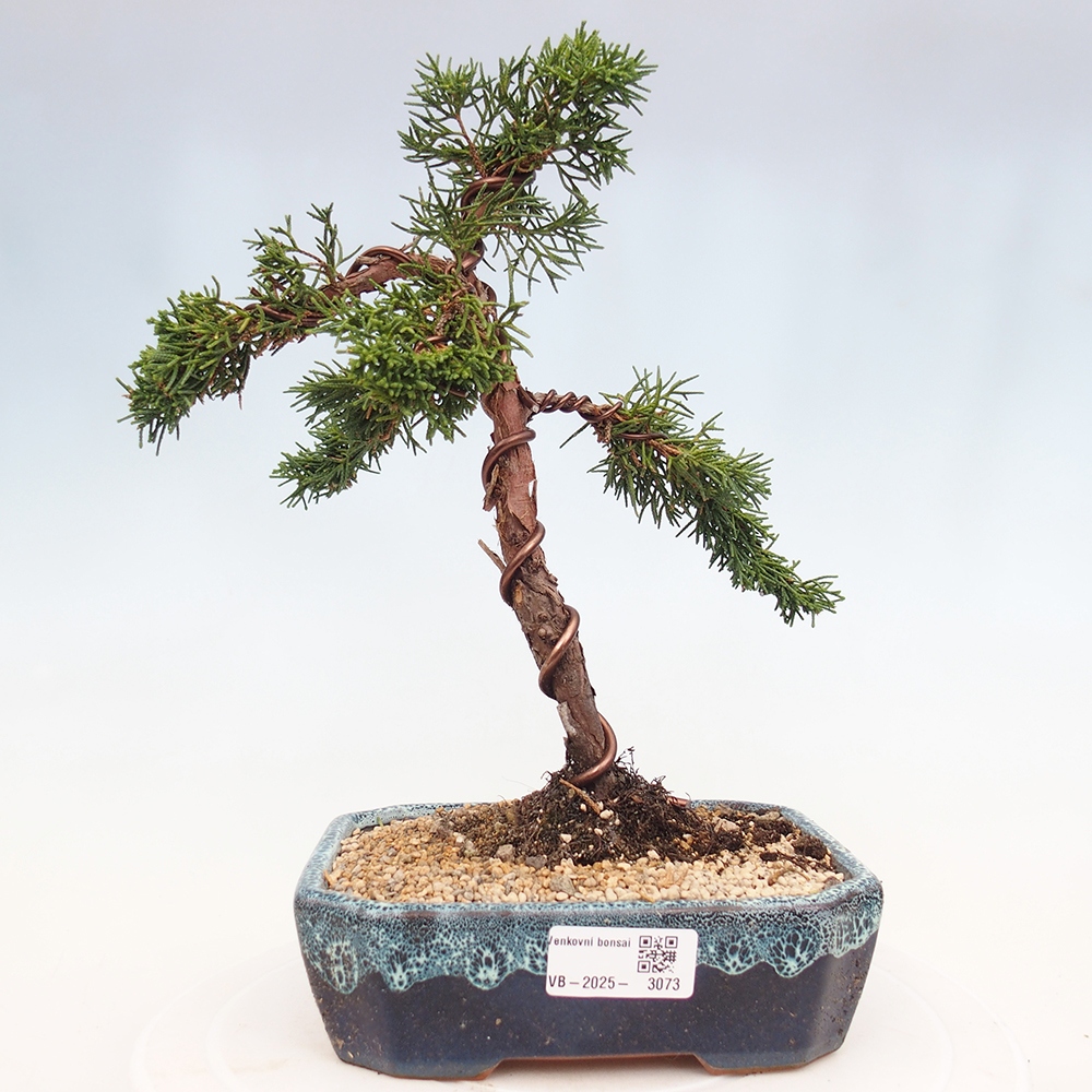 Bonsai zewnętrzne - Juniperus chinensis Kishu - Jałowiec chiński