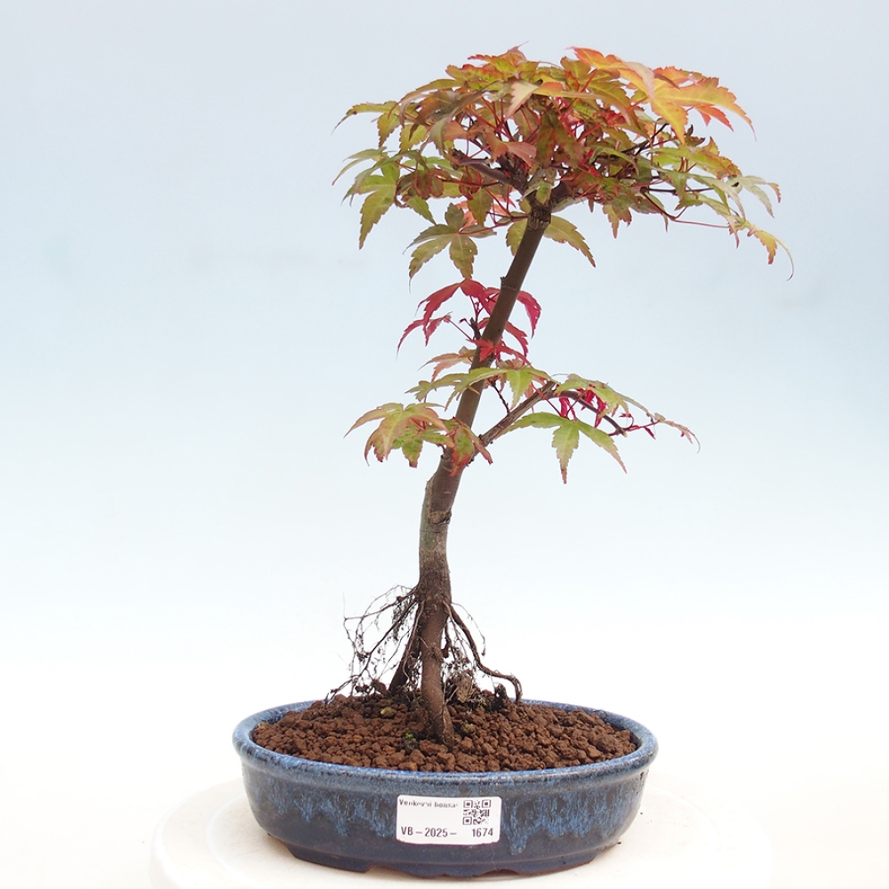 Outdoor bonsai - dlanitolistý klon - Acer palmatum DESHOJO