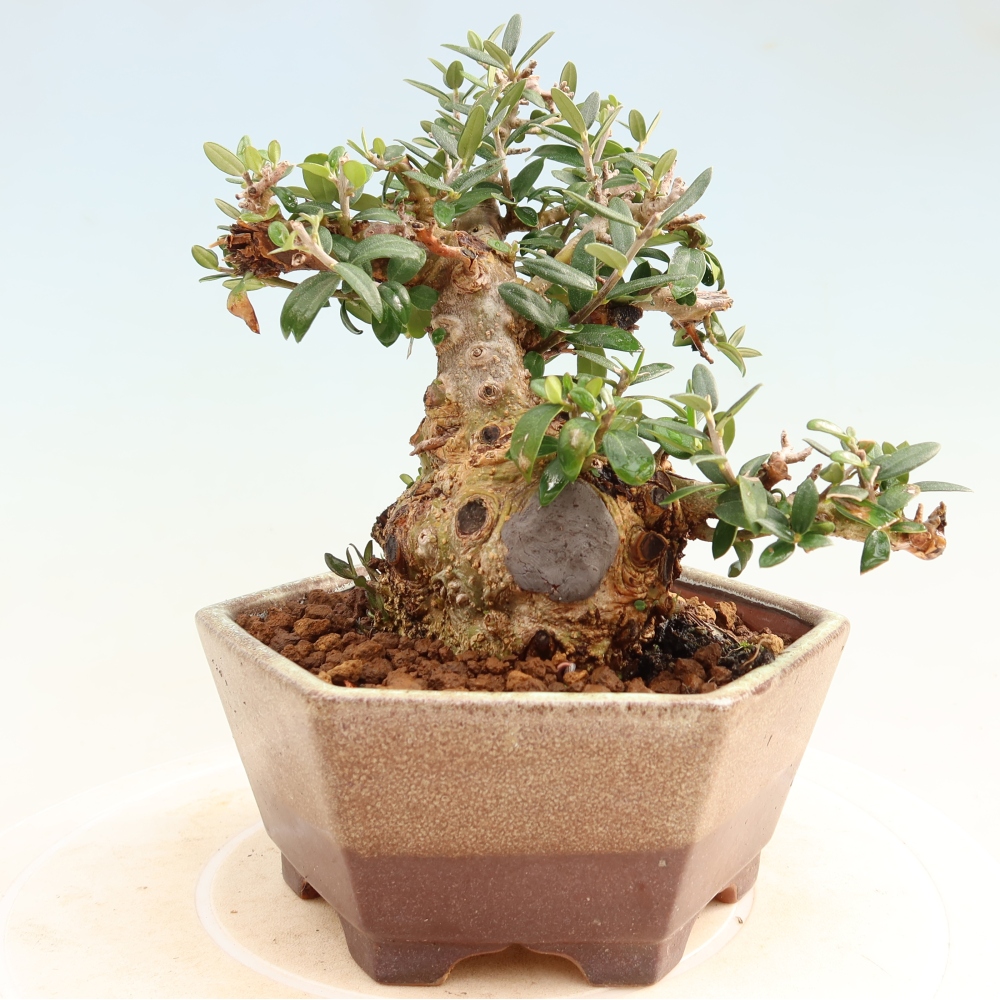 Bonsai do wnętrz - Olea europaea sylvestris