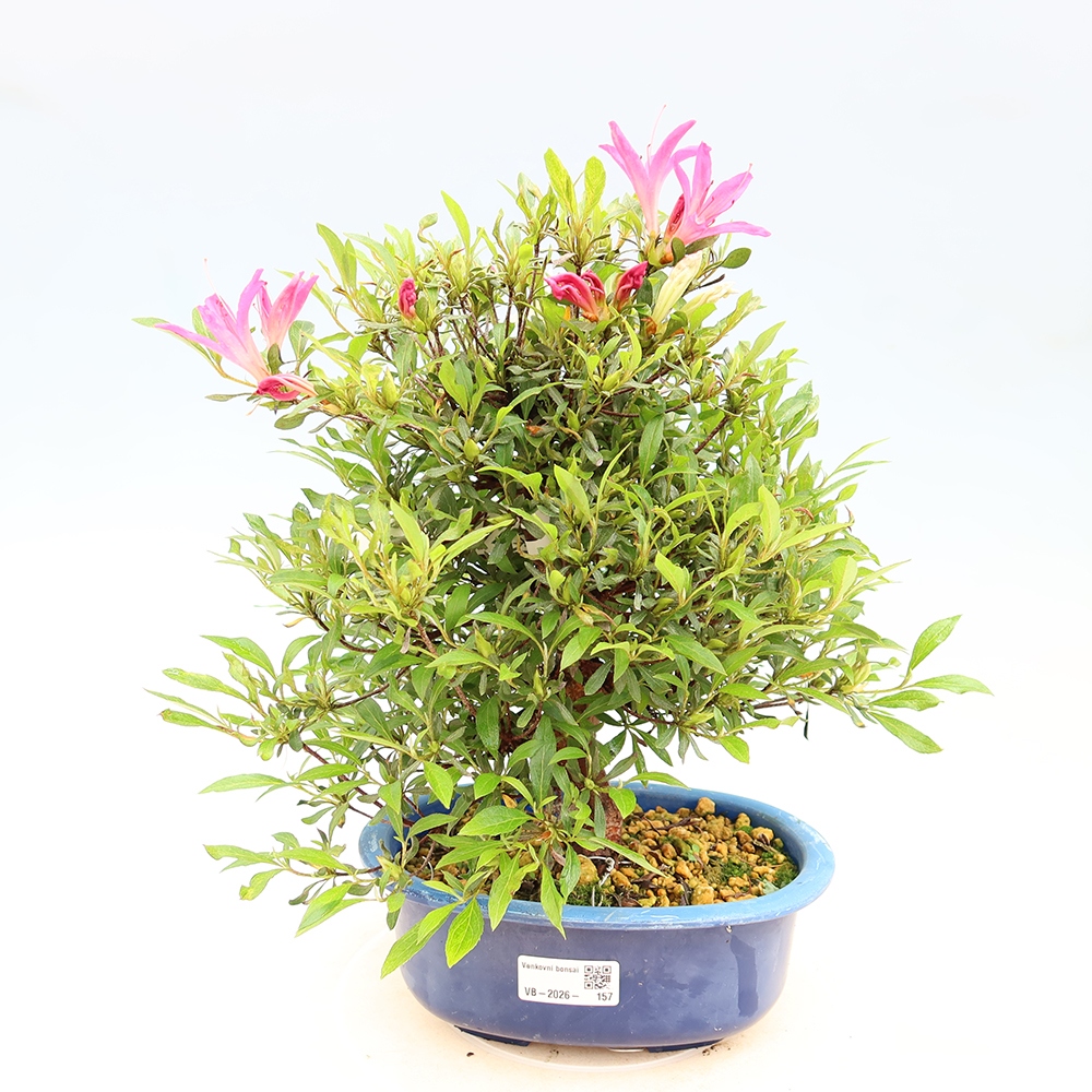 Bonsai zewnętrzne - Azalia japońska - Azalea Ryusen