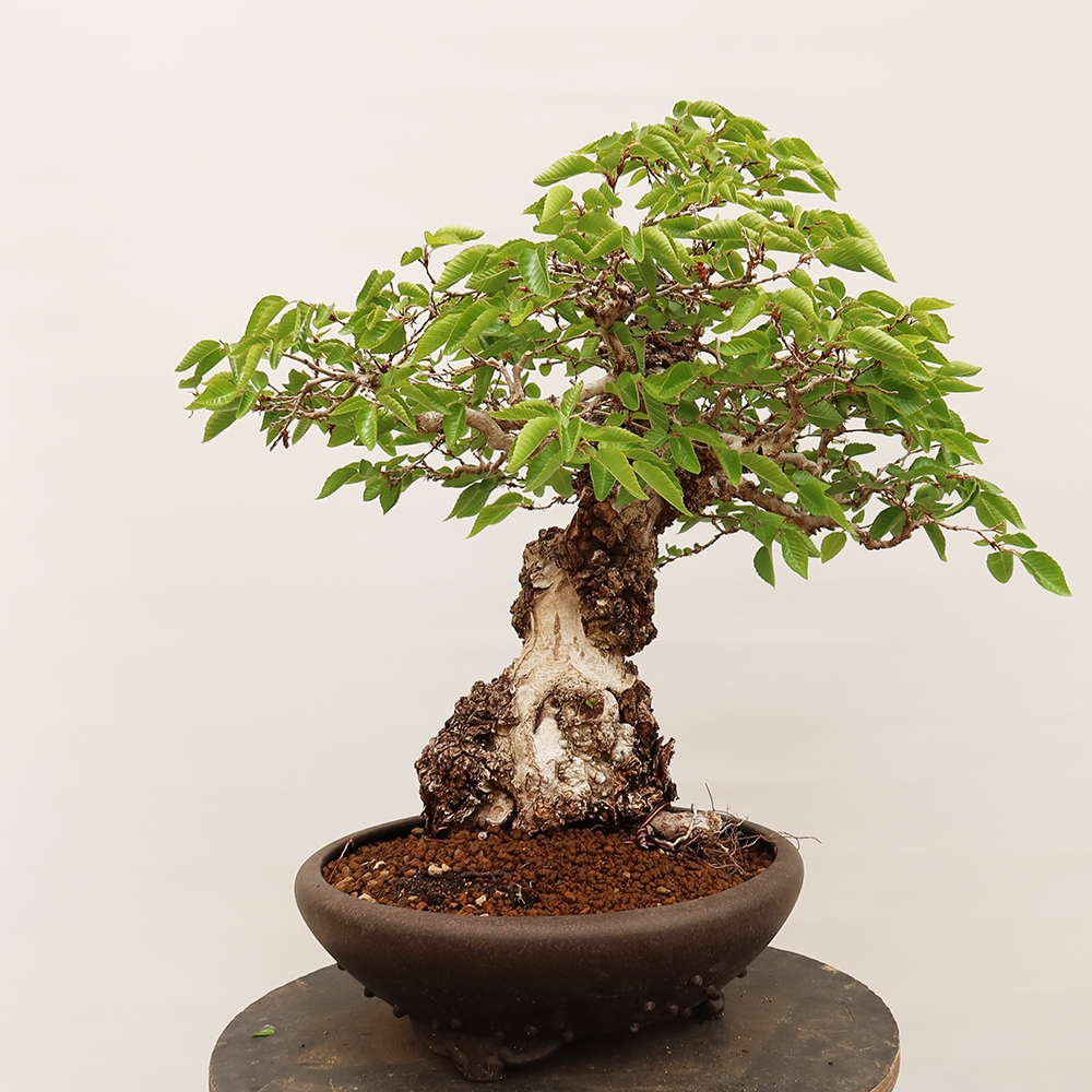 Bonsai plenerowe - Carpinus Coreana - grab koreański