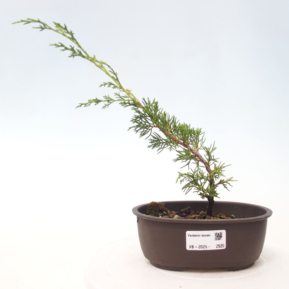 Outdoor bonsai - Juniperus chinensis Itoigawa - Jałowiec chiński