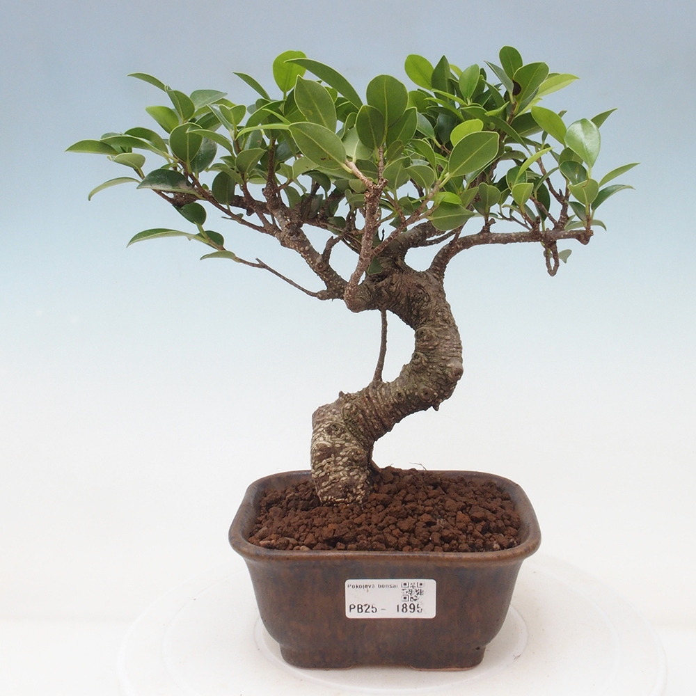 Kryty bonsai - Ficus retusa - figowiec drobnolistny