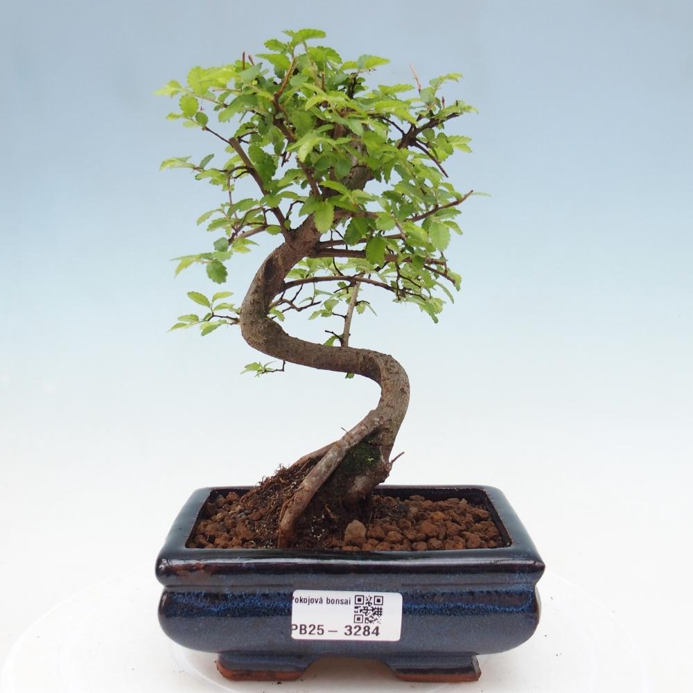 Pokój bonsai - Ulmus parvifolia - Wiąz drobnolistny