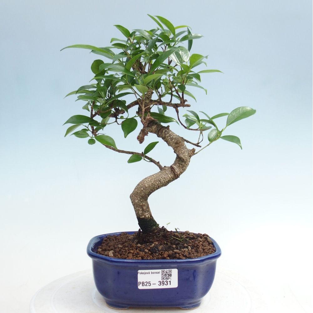 Pokój bonsai - Ficus retusa - figowiec drobnolistny