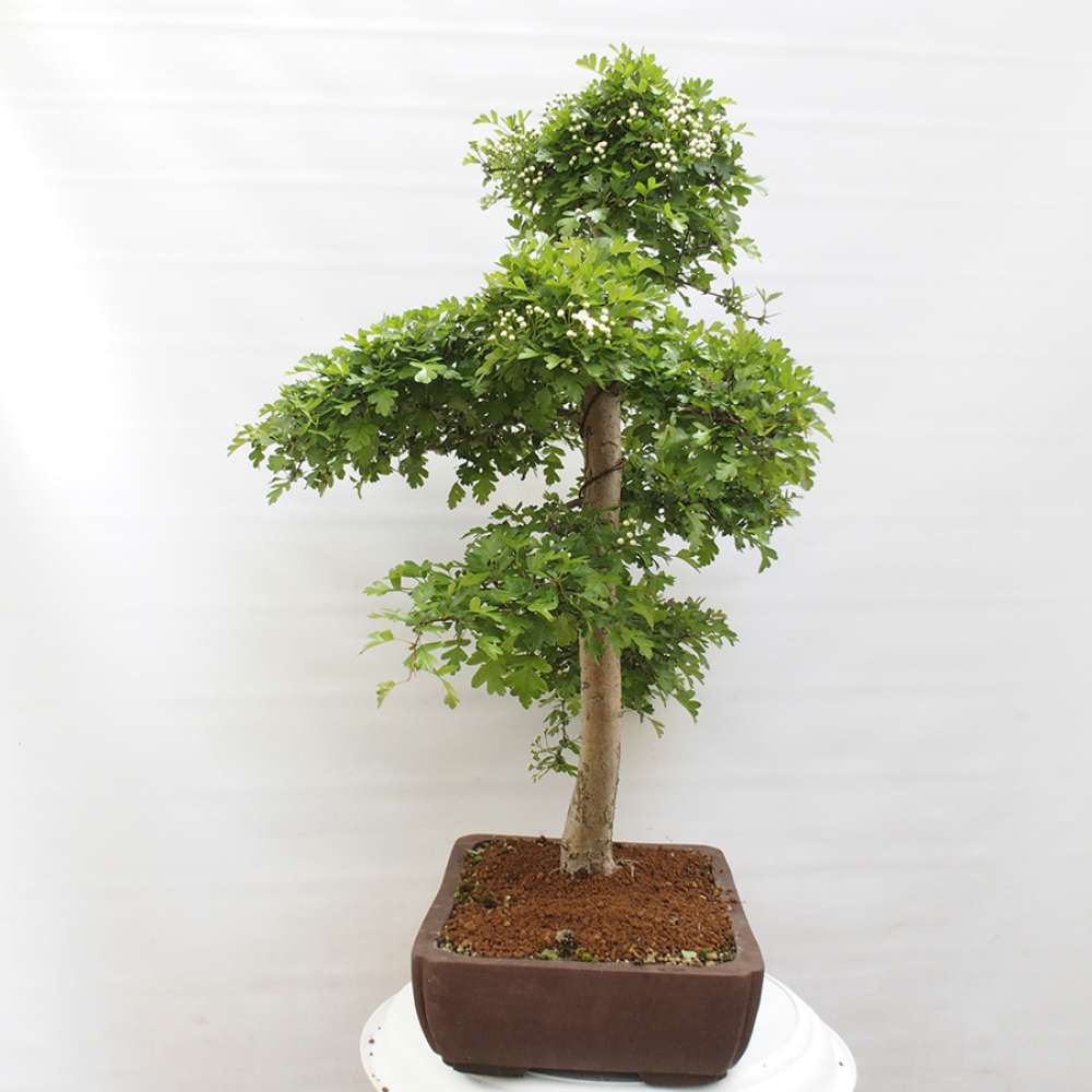 Bonsai zewnętrzne - Głóg - Crataegus monogyna