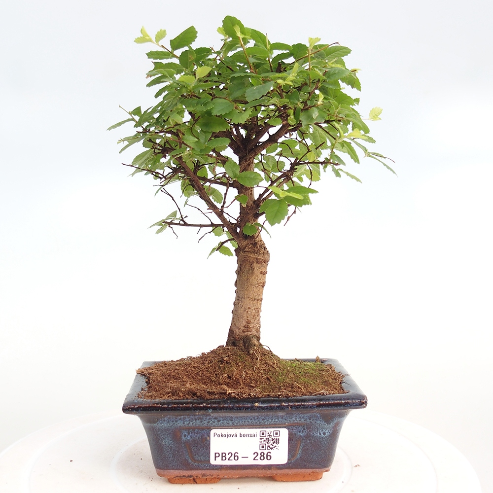 Pokój bonsai - Ulmus parvifolia - Wiąz drobnolistny