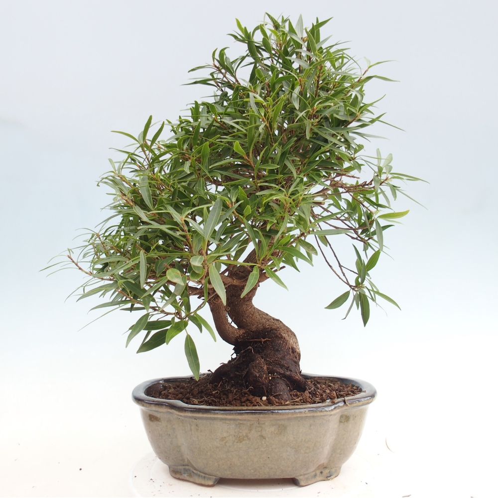 Pokój bonsai - Ficus nerifolia - figowiec drobnolistny