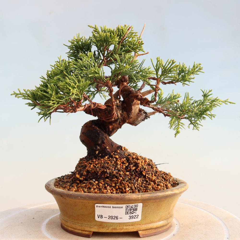 Outdoor bonsai - Juniperus chinensis Itoigawa - Jałowiec chiński