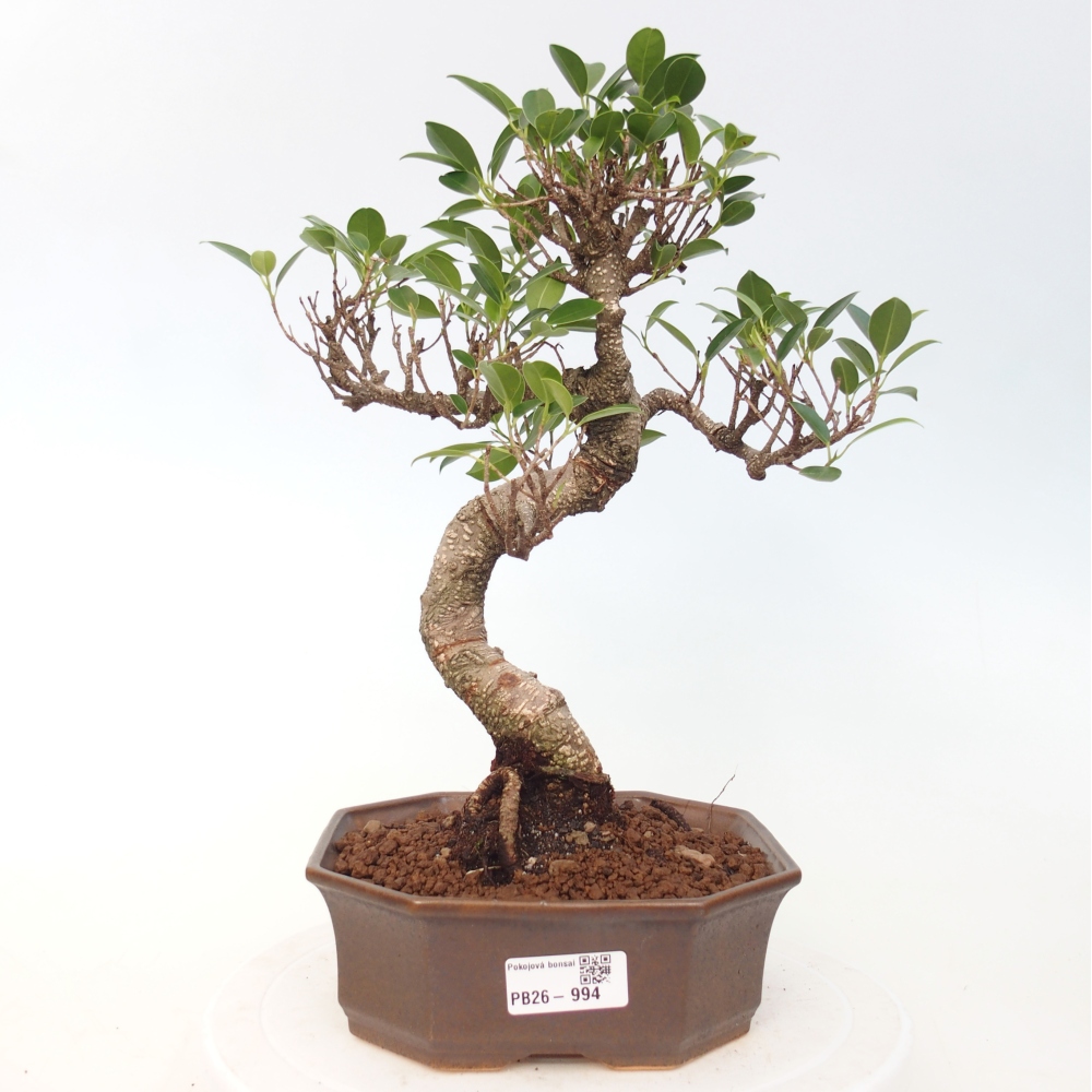 Pokój bonsai - Ficus retusa - figowiec drobnolistny