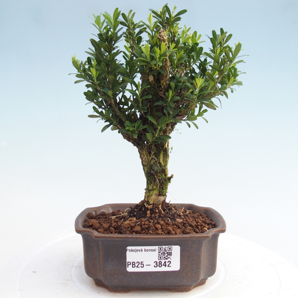 Pokój bonsai - Buxus harlandii - buxus korkowy