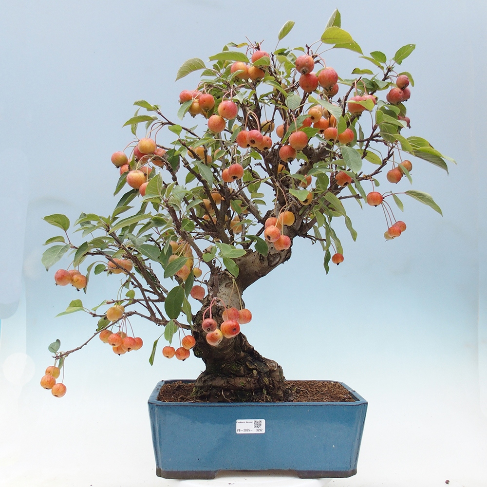 Bonsai plenerowe - Malus Halliana - Jabłoń drobnoowocowa