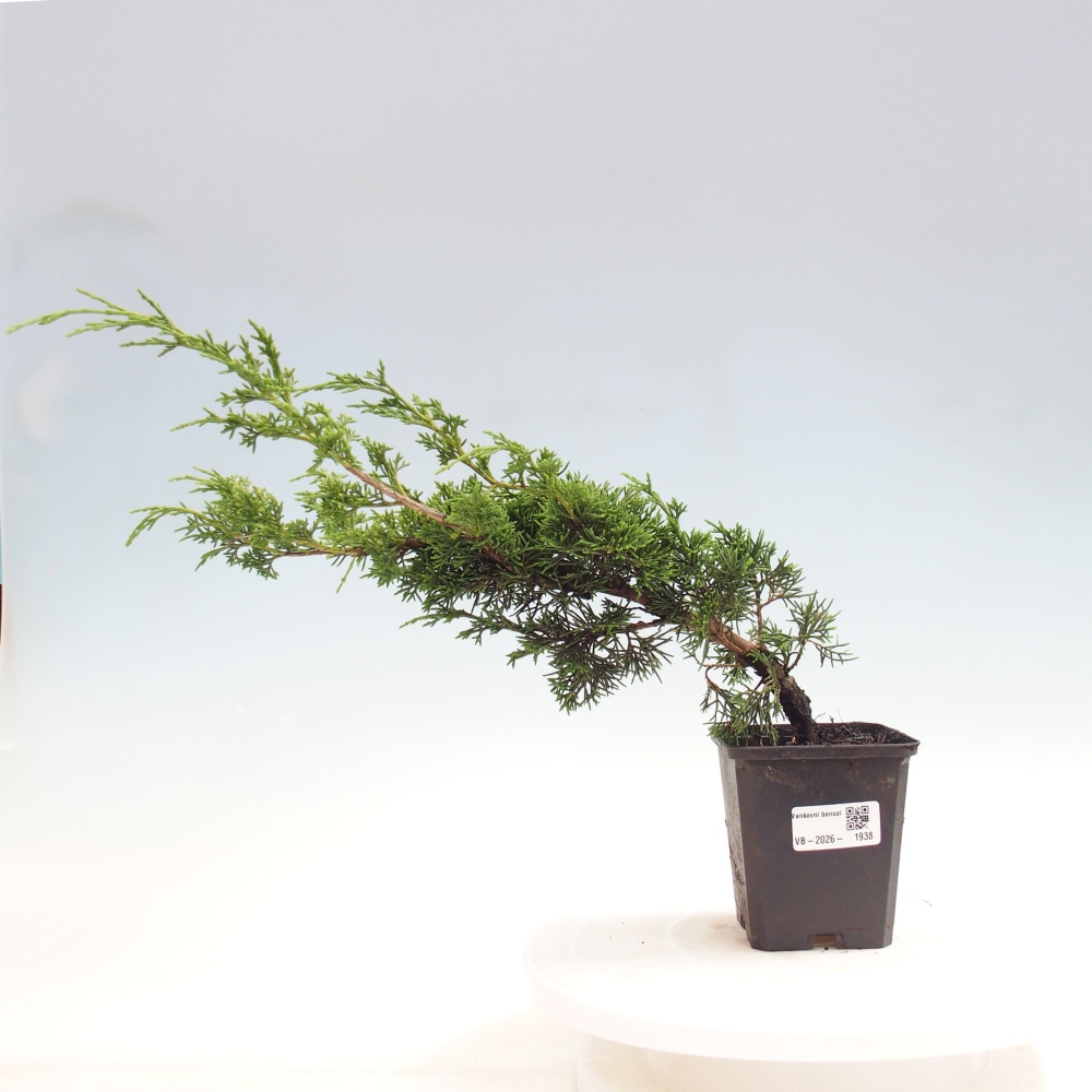 Outdoor bonsai - Juniperus chinensis Itoigawa