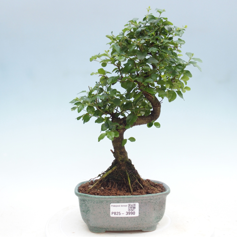Pokój bonsai - Ligustrum chinensis - Dziób ptaka