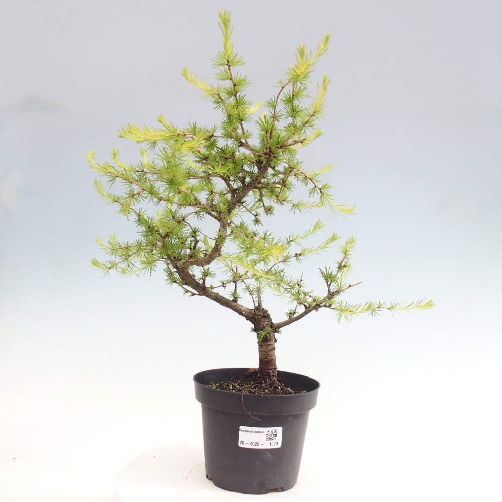 Bonsai zewnętrzne - Larix decidua - Modrzew