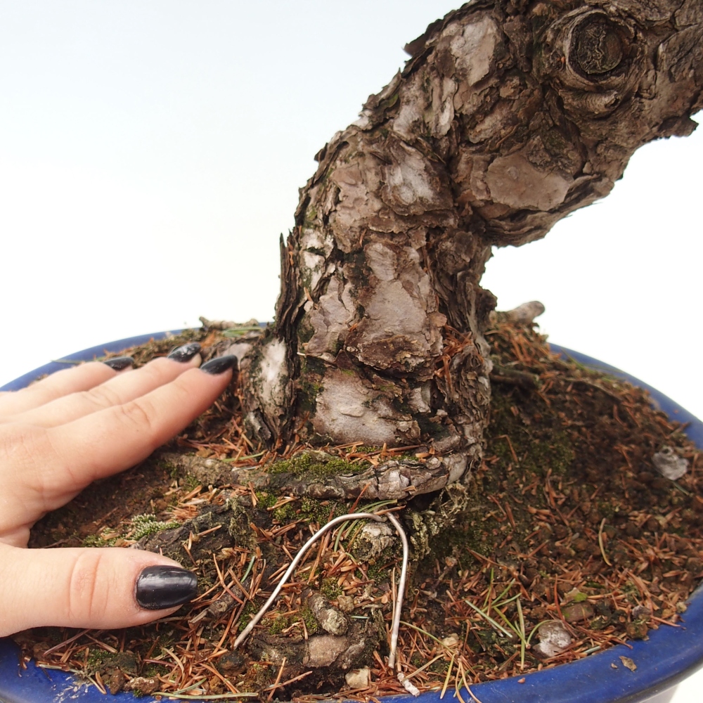 Outdoor bonsai - Pinus parviflora - Mała sosna