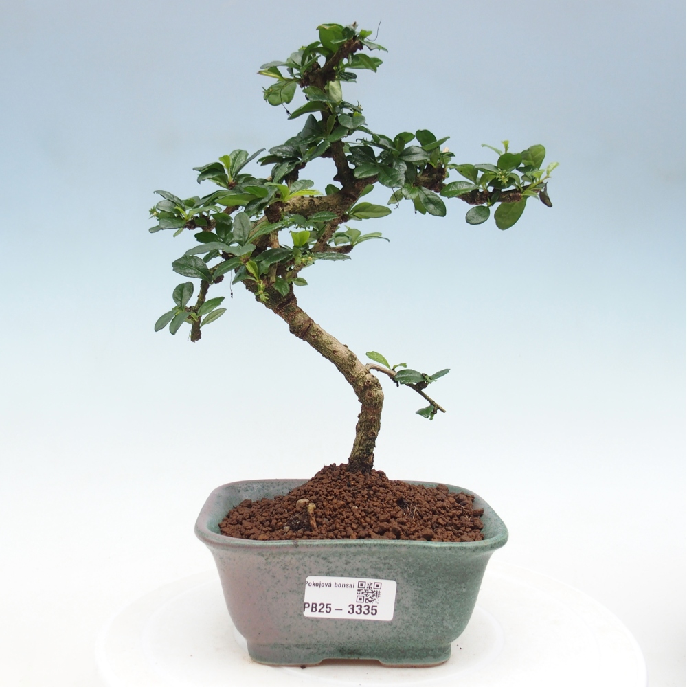 Bonsai wewnętrzne - Carmona makrophylla - Herbata Fuki